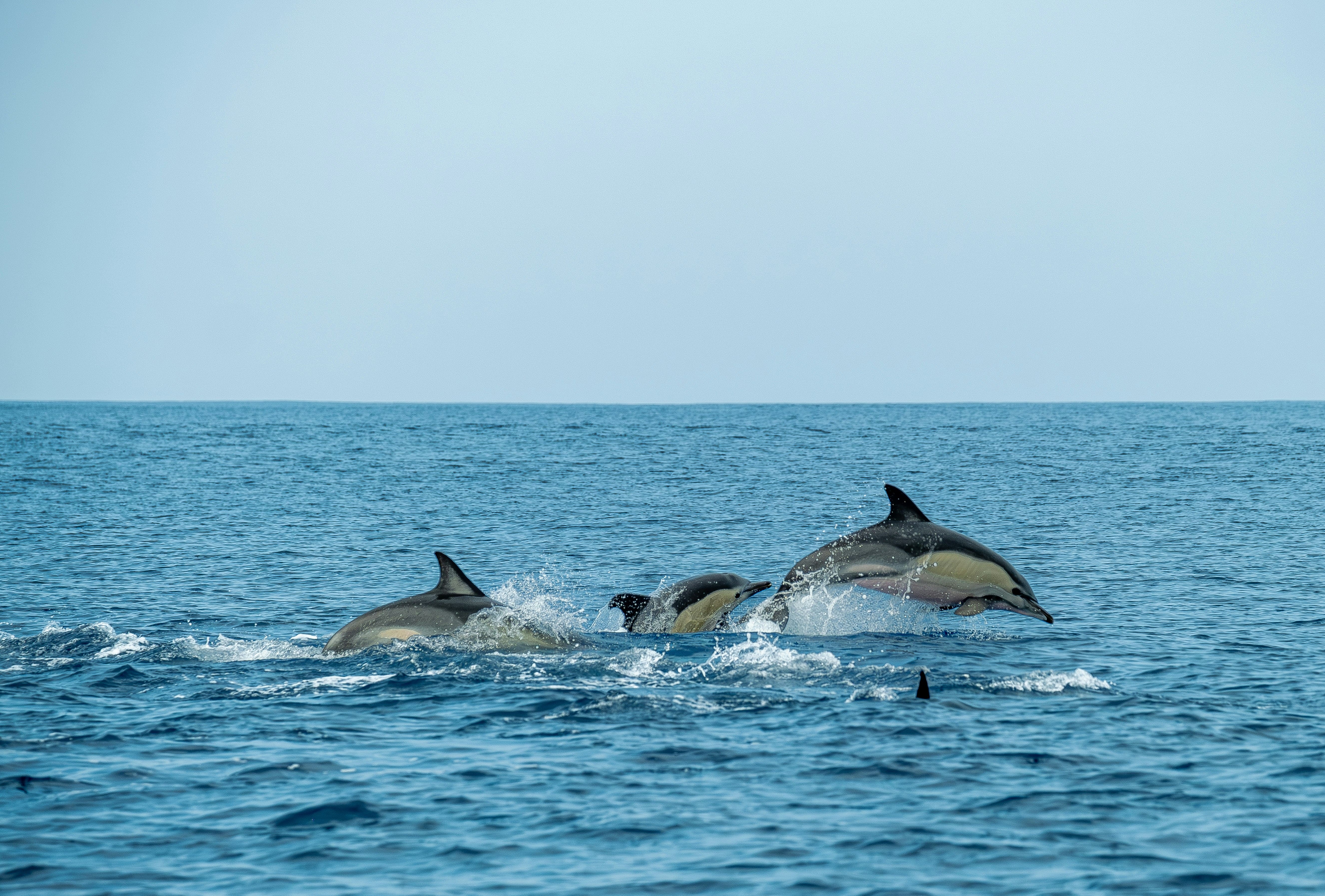 Dolphins leaping in the ocean off the Grand Strand coast