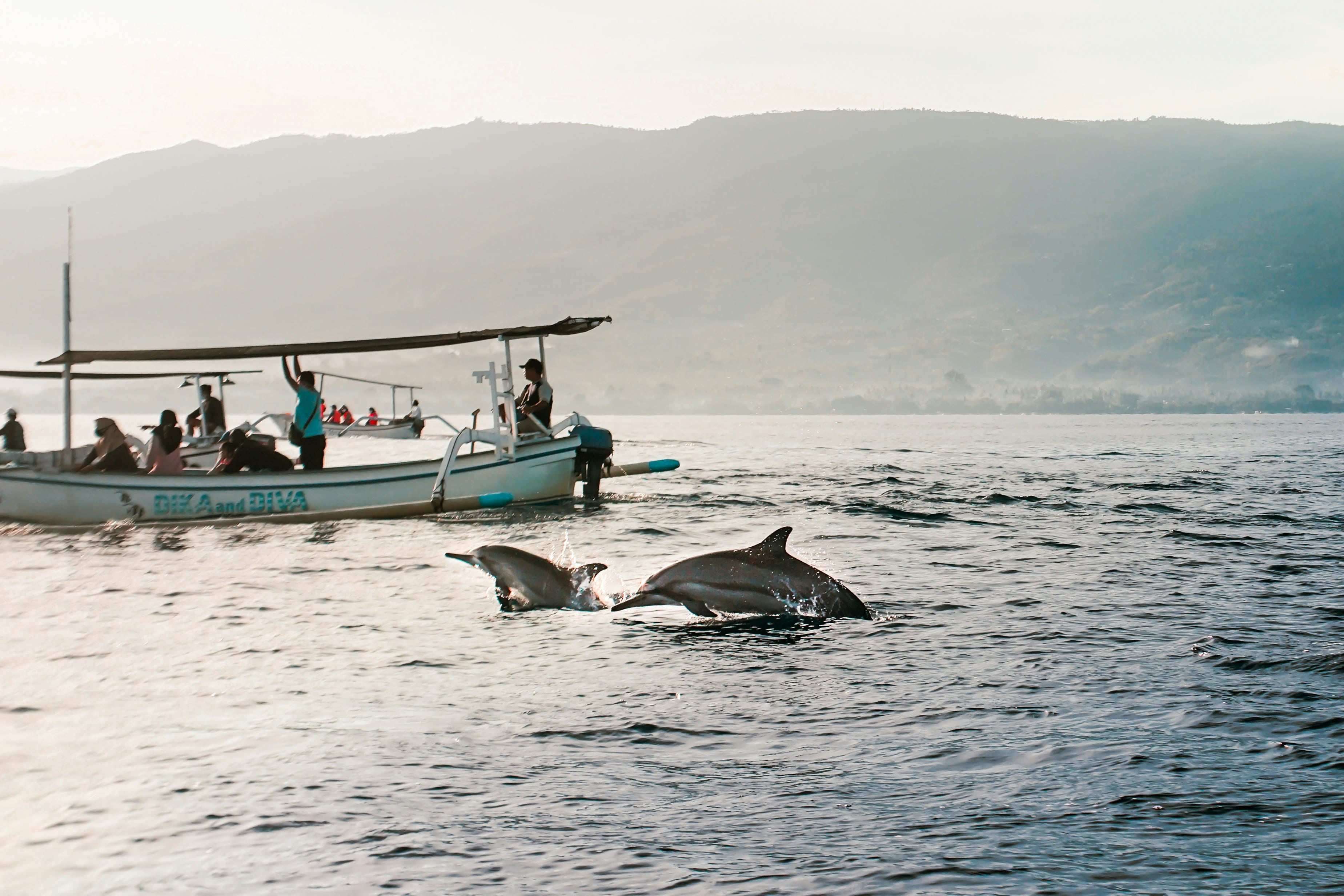 Dolphins cruise alongside tour boats in the early morning light.